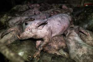 Dublin Piggery 2025 - In June 2025, investigators, acting on information from a member of the public, captured footage inside Andgar piggery in Dublin, South Australia.
The footage shows pigs living alongside the decomposing bodies of hundreds of dead pigs, with some becoming stuck in a giant pile of corpses.
Other footage from the same piggery shows pigs in 'eco sheds' on the property, which are sheds with two or three walls, with at least one side open to the elements. The pigs in these sheds are seen wading through mud and waste, which is often so deep that they are forced to swim. Some pigs had drowned in these sheds, likely after becoming stuck.
Pigs were filmed with massive, necrotic wounds where infection had eaten through skin down to the bone. One pig had a hole in their back that was roughly 10cm in diameter and packed with straw, mud and faeces. Piglets were also found living amongst the dead and rotting bodies of their littermates.
These visits took place over a month after this farm had been reported to the RSPCA by a member of the public, who was so horrified by the conditions that they knew they had to act.
- Captured at Andgar Piggery, Dublin SA Australia.