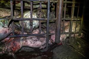 Dublin Piggery 2025 - In June 2025, investigators, acting on information from a member of the public, captured footage inside Andgar piggery in Dublin, South Australia.
The footage shows pigs living alongside the decomposing bodies of hundreds of dead pigs, with some becoming stuck in a giant pile of corpses.
Other footage from the same piggery shows pigs in 'eco sheds' on the property, which are sheds with two or three walls, with at least one side open to the elements. The pigs in these sheds are seen wading through mud and waste, which is often so deep that they are forced to swim. Some pigs had drowned in these sheds, likely after becoming stuck.
Pigs were filmed with massive, necrotic wounds where infection had eaten through skin down to the bone. One pig had a hole in their back that was roughly 10cm in diameter and packed with straw, mud and faeces. Piglets were also found living amongst the dead and rotting bodies of their littermates.
These visits took place over a month after this farm had been reported to the RSPCA by a member of the public, who was so horrified by the conditions that they knew they had to act.
- Captured at Andgar Piggery, Dublin SA Australia.