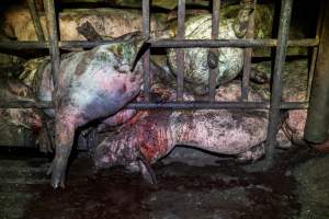 Dublin Piggery 2025 - In June 2025, investigators, acting on information from a member of the public, captured footage inside Andgar piggery in Dublin, South Australia.
The footage shows pigs living alongside the decomposing bodies of hundreds of dead pigs, with some becoming stuck in a giant pile of corpses.
Other footage from the same piggery shows pigs in 'eco sheds' on the property, which are sheds with two or three walls, with at least one side open to the elements. The pigs in these sheds are seen wading through mud and waste, which is often so deep that they are forced to swim. Some pigs had drowned in these sheds, likely after becoming stuck.
Pigs were filmed with massive, necrotic wounds where infection had eaten through skin down to the bone. One pig had a hole in their back that was roughly 10cm in diameter and packed with straw, mud and faeces. Piglets were also found living amongst the dead and rotting bodies of their littermates.
These visits took place over a month after this farm had been reported to the RSPCA by a member of the public, who was so horrified by the conditions that they knew they had to act.
- Captured at Andgar Piggery, Dublin SA Australia.