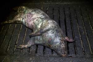 Dublin Piggery 2025 - In June 2025, investigators, acting on information from a member of the public, captured footage inside Andgar piggery in Dublin, South Australia.
The footage shows pigs living alongside the decomposing bodies of hundreds of dead pigs, with some becoming stuck in a giant pile of corpses.
Other footage from the same piggery shows pigs in 'eco sheds' on the property, which are sheds with two or three walls, with at least one side open to the elements. The pigs in these sheds are seen wading through mud and waste, which is often so deep that they are forced to swim. Some pigs had drowned in these sheds, likely after becoming stuck.
Pigs were filmed with massive, necrotic wounds where infection had eaten through skin down to the bone. One pig had a hole in their back that was roughly 10cm in diameter and packed with straw, mud and faeces. Piglets were also found living amongst the dead and rotting bodies of their littermates.
These visits took place over a month after this farm had been reported to the RSPCA by a member of the public, who was so horrified by the conditions that they knew they had to act.
- Captured at Andgar Piggery, Dublin SA Australia.