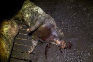 Dublin Piggery 2025 - In June 2025, investigators, acting on information from a member of the public, captured footage inside Andgar piggery in Dublin, South Australia.
The footage shows pigs living alongside the decomposing bodies of hundreds of dead pigs, with some becoming stuck in a giant pile of corpses.
Other footage from the same piggery shows pigs in 'eco sheds' on the property, which are sheds with two or three walls, with at least one side open to the elements. The pigs in these sheds are seen wading through mud and waste, which is often so deep that they are forced to swim. Some pigs had drowned in these sheds, likely after becoming stuck.
Pigs were filmed with massive, necrotic wounds where infection had eaten through skin down to the bone. One pig had a hole in their back that was roughly 10cm in diameter and packed with straw, mud and faeces. Piglets were also found living amongst the dead and rotting bodies of their littermates.
These visits took place over a month after this farm had been reported to the RSPCA by a member of the public, who was so horrified by the conditions that they knew they had to act.
- Captured at Andgar Piggery, Dublin SA Australia.