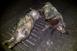 Dublin Piggery 2025 - In June 2025, investigators, acting on information from a member of the public, captured footage inside Andgar piggery in Dublin, South Australia.
The footage shows pigs living alongside the decomposing bodies of hundreds of dead pigs, with some becoming stuck in a giant pile of corpses.
Other footage from the same piggery shows pigs in 'eco sheds' on the property, which are sheds with two or three walls, with at least one side open to the elements. The pigs in these sheds are seen wading through mud and waste, which is often so deep that they are forced to swim. Some pigs had drowned in these sheds, likely after becoming stuck.
Pigs were filmed with massive, necrotic wounds where infection had eaten through skin down to the bone. One pig had a hole in their back that was roughly 10cm in diameter and packed with straw, mud and faeces. Piglets were also found living amongst the dead and rotting bodies of their littermates.
These visits took place over a month after this farm had been reported to the RSPCA by a member of the public, who was so horrified by the conditions that they knew they had to act.
- Captured at Andgar Piggery, Dublin SA Australia.