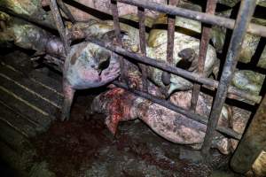 Dublin Piggery 2025 - In June 2025, investigators, acting on information from a member of the public, captured footage inside Andgar piggery in Dublin, South Australia.
The footage shows pigs living alongside the decomposing bodies of hundreds of dead pigs, with some becoming stuck in a giant pile of corpses.
Other footage from the same piggery shows pigs in 'eco sheds' on the property, which are sheds with two or three walls, with at least one side open to the elements. The pigs in these sheds are seen wading through mud and waste, which is often so deep that they are forced to swim. Some pigs had drowned in these sheds, likely after becoming stuck.
Pigs were filmed with massive, necrotic wounds where infection had eaten through skin down to the bone. One pig had a hole in their back that was roughly 10cm in diameter and packed with straw, mud and faeces. Piglets were also found living amongst the dead and rotting bodies of their littermates.
These visits took place over a month after this farm had been reported to the RSPCA by a member of the public, who was so horrified by the conditions that they knew they had to act.
- Captured at Andgar Piggery, Dublin SA Australia.