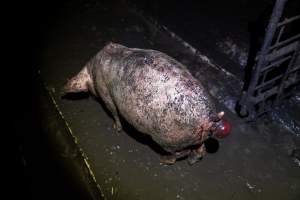 Dublin Piggery 2025 - In June 2025, investigators, acting on information from a member of the public, captured footage inside Andgar piggery in Dublin, South Australia.
The footage shows pigs living alongside the decomposing bodies of hundreds of dead pigs, with some becoming stuck in a giant pile of corpses.
Other footage from the same piggery shows pigs in 'eco sheds' on the property, which are sheds with two or three walls, with at least one side open to the elements. The pigs in these sheds are seen wading through mud and waste, which is often so deep that they are forced to swim. Some pigs had drowned in these sheds, likely after becoming stuck.
Pigs were filmed with massive, necrotic wounds where infection had eaten through skin down to the bone. One pig had a hole in their back that was roughly 10cm in diameter and packed with straw, mud and faeces. Piglets were also found living amongst the dead and rotting bodies of their littermates.
These visits took place over a month after this farm had been reported to the RSPCA by a member of the public, who was so horrified by the conditions that they knew they had to act.
- Captured at Andgar Piggery, Dublin SA Australia.