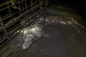 Dublin Piggery 2025 - In June 2025, investigators, acting on information from a member of the public, captured footage inside Andgar piggery in Dublin, South Australia.
The footage shows pigs living alongside the decomposing bodies of hundreds of dead pigs, with some becoming stuck in a giant pile of corpses.
Other footage from the same piggery shows pigs in 'eco sheds' on the property, which are sheds with two or three walls, with at least one side open to the elements. The pigs in these sheds are seen wading through mud and waste, which is often so deep that they are forced to swim. Some pigs had drowned in these sheds, likely after becoming stuck.
Pigs were filmed with massive, necrotic wounds where infection had eaten through skin down to the bone. One pig had a hole in their back that was roughly 10cm in diameter and packed with straw, mud and faeces. Piglets were also found living amongst the dead and rotting bodies of their littermates.
These visits took place over a month after this farm had been reported to the RSPCA by a member of the public, who was so horrified by the conditions that they knew they had to act.
- Captured at Andgar Piggery, Dublin SA Australia.
