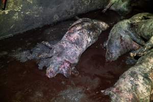 Dublin Piggery 2025 - In June 2025, investigators, acting on information from a member of the public, captured footage inside Andgar piggery in Dublin, South Australia.
The footage shows pigs living alongside the decomposing bodies of hundreds of dead pigs, with some becoming stuck in a giant pile of corpses.
Other footage from the same piggery shows pigs in 'eco sheds' on the property, which are sheds with two or three walls, with at least one side open to the elements. The pigs in these sheds are seen wading through mud and waste, which is often so deep that they are forced to swim. Some pigs had drowned in these sheds, likely after becoming stuck.
Pigs were filmed with massive, necrotic wounds where infection had eaten through skin down to the bone. One pig had a hole in their back that was roughly 10cm in diameter and packed with straw, mud and faeces. Piglets were also found living amongst the dead and rotting bodies of their littermates.
These visits took place over a month after this farm had been reported to the RSPCA by a member of the public, who was so horrified by the conditions that they knew they had to act.
- Captured at Andgar Piggery, Dublin SA Australia.
