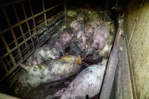 Dublin Piggery 2025 - In June 2025, investigators, acting on information from a member of the public, captured footage inside Andgar piggery in Dublin, South Australia.
The footage shows pigs living alongside the decomposing bodies of hundreds of dead pigs, with some becoming stuck in a giant pile of corpses.
Other footage from the same piggery shows pigs in 'eco sheds' on the property, which are sheds with two or three walls, with at least one side open to the elements. The pigs in these sheds are seen wading through mud and waste, which is often so deep that they are forced to swim. Some pigs had drowned in these sheds, likely after becoming stuck.
Pigs were filmed with massive, necrotic wounds where infection had eaten through skin down to the bone. One pig had a hole in their back that was roughly 10cm in diameter and packed with straw, mud and faeces. Piglets were also found living amongst the dead and rotting bodies of their littermates.
These visits took place over a month after this farm had been reported to the RSPCA by a member of the public, who was so horrified by the conditions that they knew they had to act.
- Captured at Andgar Piggery, Dublin SA Australia.