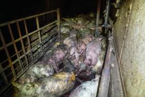 Dublin Piggery 2025 - In June 2025, investigators, acting on information from a member of the public, captured footage inside Andgar piggery in Dublin, South Australia.
The footage shows pigs living alongside the decomposing bodies of hundreds of dead pigs, with some becoming stuck in a giant pile of corpses.
Other footage from the same piggery shows pigs in 'eco sheds' on the property, which are sheds with two or three walls, with at least one side open to the elements. The pigs in these sheds are seen wading through mud and waste, which is often so deep that they are forced to swim. Some pigs had drowned in these sheds, likely after becoming stuck.
Pigs were filmed with massive, necrotic wounds where infection had eaten through skin down to the bone. One pig had a hole in their back that was roughly 10cm in diameter and packed with straw, mud and faeces. Piglets were also found living amongst the dead and rotting bodies of their littermates.
These visits took place over a month after this farm had been reported to the RSPCA by a member of the public, who was so horrified by the conditions that they knew they had to act.
- Captured at Andgar Piggery, Dublin SA Australia.