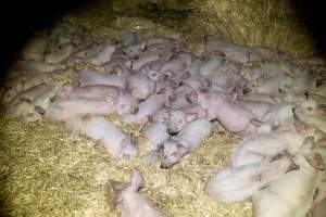 Dublin Piggery 2025 - In June 2025, investigators, acting on information from a member of the public, captured footage inside Andgar piggery in Dublin, South Australia.
The footage shows pigs living alongside the decomposing bodies of hundreds of dead pigs, with some becoming stuck in a giant pile of corpses.
Other footage from the same piggery shows pigs in 'eco sheds' on the property, which are sheds with two or three walls, with at least one side open to the elements. The pigs in these sheds are seen wading through mud and waste, which is often so deep that they are forced to swim. Some pigs had drowned in these sheds, likely after becoming stuck.
Pigs were filmed with massive, necrotic wounds where infection had eaten through skin down to the bone. One pig had a hole in their back that was roughly 10cm in diameter and packed with straw, mud and faeces. Piglets were also found living amongst the dead and rotting bodies of their littermates.
These visits took place over a month after this farm had been reported to the RSPCA by a member of the public, who was so horrified by the conditions that they knew they had to act.
- Captured at Andgar Piggery, Dublin SA Australia.