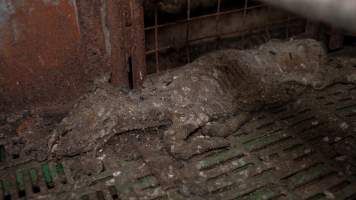 Dublin Piggery 2025 - In June 2025, investigators, acting on information from a member of the public, captured footage inside Andgar piggery in Dublin, South Australia.
The footage shows pigs living alongside the decomposing bodies of hundreds of dead pigs, with some becoming stuck in a giant pile of corpses.
Other footage from the same piggery shows pigs in 'eco sheds' on the property, which are sheds with two or three walls, with at least one side open to the elements. The pigs in these sheds are seen wading through mud and waste, which is often so deep that they are forced to swim. Some pigs had drowned in these sheds, likely after becoming stuck.
Pigs were filmed with massive, necrotic wounds where infection had eaten through skin down to the bone. One pig had a hole in their back that was roughly 10cm in diameter and packed with straw, mud and faeces. Piglets were also found living amongst the dead and rotting bodies of their littermates.
These visits took place over a month after this farm had been reported to the RSPCA by a member of the public, who was so horrified by the conditions that they knew they had to act.
- Captured at Andgar Piggery, Dublin SA Australia.