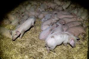 Dublin Piggery 2025 - In June 2025, investigators, acting on information from a member of the public, captured footage inside Andgar piggery in Dublin, South Australia.
The footage shows pigs living alongside the decomposing bodies of hundreds of dead pigs, with some becoming stuck in a giant pile of corpses.
Other footage from the same piggery shows pigs in 'eco sheds' on the property, which are sheds with two or three walls, with at least one side open to the elements. The pigs in these sheds are seen wading through mud and waste, which is often so deep that they are forced to swim. Some pigs had drowned in these sheds, likely after becoming stuck.
Pigs were filmed with massive, necrotic wounds where infection had eaten through skin down to the bone. One pig had a hole in their back that was roughly 10cm in diameter and packed with straw, mud and faeces. Piglets were also found living amongst the dead and rotting bodies of their littermates.
These visits took place over a month after this farm had been reported to the RSPCA by a member of the public, who was so horrified by the conditions that they knew they had to act.
- Captured at Andgar Piggery, Dublin SA Australia.