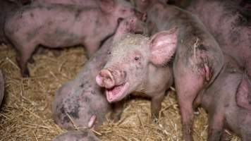 Dublin Piggery 2025 - In June 2025, investigators, acting on information from a member of the public, captured footage inside Andgar piggery in Dublin, South Australia.
The footage shows pigs living alongside the decomposing bodies of hundreds of dead pigs, with some becoming stuck in a giant pile of corpses.
Other footage from the same piggery shows pigs in 'eco sheds' on the property, which are sheds with two or three walls, with at least one side open to the elements. The pigs in these sheds are seen wading through mud and waste, which is often so deep that they are forced to swim. Some pigs had drowned in these sheds, likely after becoming stuck.
Pigs were filmed with massive, necrotic wounds where infection had eaten through skin down to the bone. One pig had a hole in their back that was roughly 10cm in diameter and packed with straw, mud and faeces. Piglets were also found living amongst the dead and rotting bodies of their littermates.
These visits took place over a month after this farm had been reported to the RSPCA by a member of the public, who was so horrified by the conditions that they knew they had to act.
- Captured at Andgar Piggery, Dublin SA Australia.