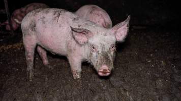Dublin Piggery 2025 - In June 2025, investigators, acting on information from a member of the public, captured footage inside Andgar piggery in Dublin, South Australia.
The footage shows pigs living alongside the decomposing bodies of hundreds of dead pigs, with some becoming stuck in a giant pile of corpses.
Other footage from the same piggery shows pigs in 'eco sheds' on the property, which are sheds with two or three walls, with at least one side open to the elements. The pigs in these sheds are seen wading through mud and waste, which is often so deep that they are forced to swim. Some pigs had drowned in these sheds, likely after becoming stuck.
Pigs were filmed with massive, necrotic wounds where infection had eaten through skin down to the bone. One pig had a hole in their back that was roughly 10cm in diameter and packed with straw, mud and faeces. Piglets were also found living amongst the dead and rotting bodies of their littermates.
These visits took place over a month after this farm had been reported to the RSPCA by a member of the public, who was so horrified by the conditions that they knew they had to act.
- Captured at Andgar Piggery, Dublin SA Australia.