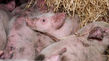 Dublin Piggery 2025 - In June 2025, investigators, acting on information from a member of the public, captured footage inside Andgar piggery in Dublin, South Australia.
The footage shows pigs living alongside the decomposing bodies of hundreds of dead pigs, with some becoming stuck in a giant pile of corpses.
Other footage from the same piggery shows pigs in 'eco sheds' on the property, which are sheds with two or three walls, with at least one side open to the elements. The pigs in these sheds are seen wading through mud and waste, which is often so deep that they are forced to swim. Some pigs had drowned in these sheds, likely after becoming stuck.
Pigs were filmed with massive, necrotic wounds where infection had eaten through skin down to the bone. One pig had a hole in their back that was roughly 10cm in diameter and packed with straw, mud and faeces. Piglets were also found living amongst the dead and rotting bodies of their littermates.
These visits took place over a month after this farm had been reported to the RSPCA by a member of the public, who was so horrified by the conditions that they knew they had to act.
- Captured at Andgar Piggery, Dublin SA Australia.