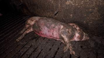Dublin Piggery 2025 - In June 2025, investigators, acting on information from a member of the public, captured footage inside Andgar piggery in Dublin, South Australia.
The footage shows pigs living alongside the decomposing bodies of hundreds of dead pigs, with some becoming stuck in a giant pile of corpses.
Other footage from the same piggery shows pigs in 'eco sheds' on the property, which are sheds with two or three walls, with at least one side open to the elements. The pigs in these sheds are seen wading through mud and waste, which is often so deep that they are forced to swim. Some pigs had drowned in these sheds, likely after becoming stuck.
Pigs were filmed with massive, necrotic wounds where infection had eaten through skin down to the bone. One pig had a hole in their back that was roughly 10cm in diameter and packed with straw, mud and faeces. Piglets were also found living amongst the dead and rotting bodies of their littermates.
These visits took place over a month after this farm had been reported to the RSPCA by a member of the public, who was so horrified by the conditions that they knew they had to act.
- Captured at Andgar Piggery, Dublin SA Australia.