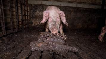 Dublin Piggery 2025 - In June 2025, investigators, acting on information from a member of the public, captured footage inside Andgar piggery in Dublin, South Australia.
The footage shows pigs living alongside the decomposing bodies of hundreds of dead pigs, with some becoming stuck in a giant pile of corpses.
Other footage from the same piggery shows pigs in 'eco sheds' on the property, which are sheds with two or three walls, with at least one side open to the elements. The pigs in these sheds are seen wading through mud and waste, which is often so deep that they are forced to swim. Some pigs had drowned in these sheds, likely after becoming stuck.
Pigs were filmed with massive, necrotic wounds where infection had eaten through skin down to the bone. One pig had a hole in their back that was roughly 10cm in diameter and packed with straw, mud and faeces. Piglets were also found living amongst the dead and rotting bodies of their littermates.
These visits took place over a month after this farm had been reported to the RSPCA by a member of the public, who was so horrified by the conditions that they knew they had to act.
- Captured at Andgar Piggery, Dublin SA Australia.