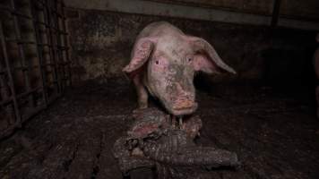 Dublin Piggery 2025 - In June 2025, investigators, acting on information from a member of the public, captured footage inside Andgar piggery in Dublin, South Australia.
The footage shows pigs living alongside the decomposing bodies of hundreds of dead pigs, with some becoming stuck in a giant pile of corpses.
Other footage from the same piggery shows pigs in 'eco sheds' on the property, which are sheds with two or three walls, with at least one side open to the elements. The pigs in these sheds are seen wading through mud and waste, which is often so deep that they are forced to swim. Some pigs had drowned in these sheds, likely after becoming stuck.
Pigs were filmed with massive, necrotic wounds where infection had eaten through skin down to the bone. One pig had a hole in their back that was roughly 10cm in diameter and packed with straw, mud and faeces. Piglets were also found living amongst the dead and rotting bodies of their littermates.
These visits took place over a month after this farm had been reported to the RSPCA by a member of the public, who was so horrified by the conditions that they knew they had to act.
- Captured at Andgar Piggery, Dublin SA Australia.
