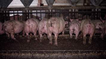 Dublin Piggery 2025 - In June 2025, investigators, acting on information from a member of the public, captured footage inside Andgar piggery in Dublin, South Australia.
The footage shows pigs living alongside the decomposing bodies of hundreds of dead pigs, with some becoming stuck in a giant pile of corpses.
Other footage from the same piggery shows pigs in 'eco sheds' on the property, which are sheds with two or three walls, with at least one side open to the elements. The pigs in these sheds are seen wading through mud and waste, which is often so deep that they are forced to swim. Some pigs had drowned in these sheds, likely after becoming stuck.
Pigs were filmed with massive, necrotic wounds where infection had eaten through skin down to the bone. One pig had a hole in their back that was roughly 10cm in diameter and packed with straw, mud and faeces. Piglets were also found living amongst the dead and rotting bodies of their littermates.
These visits took place over a month after this farm had been reported to the RSPCA by a member of the public, who was so horrified by the conditions that they knew they had to act.
- Captured at Andgar Piggery, Dublin SA Australia.