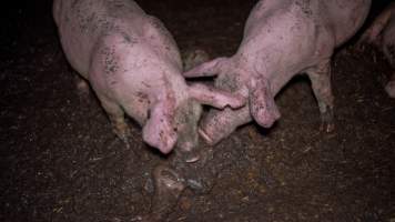 Dublin Piggery 2025 - In June 2025, investigators, acting on information from a member of the public, captured footage inside Andgar piggery in Dublin, South Australia.
The footage shows pigs living alongside the decomposing bodies of hundreds of dead pigs, with some becoming stuck in a giant pile of corpses.
Other footage from the same piggery shows pigs in 'eco sheds' on the property, which are sheds with two or three walls, with at least one side open to the elements. The pigs in these sheds are seen wading through mud and waste, which is often so deep that they are forced to swim. Some pigs had drowned in these sheds, likely after becoming stuck.
Pigs were filmed with massive, necrotic wounds where infection had eaten through skin down to the bone. One pig had a hole in their back that was roughly 10cm in diameter and packed with straw, mud and faeces. Piglets were also found living amongst the dead and rotting bodies of their littermates.
These visits took place over a month after this farm had been reported to the RSPCA by a member of the public, who was so horrified by the conditions that they knew they had to act.
- Captured at Andgar Piggery, Dublin SA Australia.