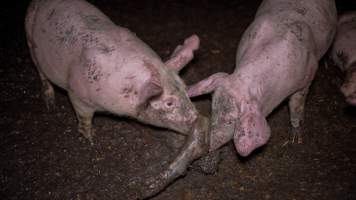 Dublin Piggery 2025 - In June 2025, investigators, acting on information from a member of the public, captured footage inside Andgar piggery in Dublin, South Australia.
The footage shows pigs living alongside the decomposing bodies of hundreds of dead pigs, with some becoming stuck in a giant pile of corpses.
Other footage from the same piggery shows pigs in 'eco sheds' on the property, which are sheds with two or three walls, with at least one side open to the elements. The pigs in these sheds are seen wading through mud and waste, which is often so deep that they are forced to swim. Some pigs had drowned in these sheds, likely after becoming stuck.
Pigs were filmed with massive, necrotic wounds where infection had eaten through skin down to the bone. One pig had a hole in their back that was roughly 10cm in diameter and packed with straw, mud and faeces. Piglets were also found living amongst the dead and rotting bodies of their littermates.
These visits took place over a month after this farm had been reported to the RSPCA by a member of the public, who was so horrified by the conditions that they knew they had to act.
- Captured at Andgar Piggery, Dublin SA Australia.