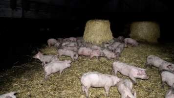 Dublin Piggery 2025 - In June 2025, investigators, acting on information from a member of the public, captured footage inside Andgar piggery in Dublin, South Australia.
The footage shows pigs living alongside the decomposing bodies of hundreds of dead pigs, with some becoming stuck in a giant pile of corpses.
Other footage from the same piggery shows pigs in 'eco sheds' on the property, which are sheds with two or three walls, with at least one side open to the elements. The pigs in these sheds are seen wading through mud and waste, which is often so deep that they are forced to swim. Some pigs had drowned in these sheds, likely after becoming stuck.
Pigs were filmed with massive, necrotic wounds where infection had eaten through skin down to the bone. One pig had a hole in their back that was roughly 10cm in diameter and packed with straw, mud and faeces. Piglets were also found living amongst the dead and rotting bodies of their littermates.
These visits took place over a month after this farm had been reported to the RSPCA by a member of the public, who was so horrified by the conditions that they knew they had to act.
- Captured at Andgar Piggery, Dublin SA Australia.