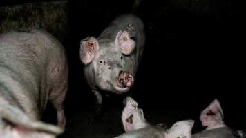 Dublin Piggery 2025 - In June 2025, investigators, acting on information from a member of the public, captured footage inside Andgar piggery in Dublin, South Australia.
The footage shows pigs living alongside the decomposing bodies of hundreds of dead pigs, with some becoming stuck in a giant pile of corpses.
Other footage from the same piggery shows pigs in 'eco sheds' on the property, which are sheds with two or three walls, with at least one side open to the elements. The pigs in these sheds are seen wading through mud and waste, which is often so deep that they are forced to swim. Some pigs had drowned in these sheds, likely after becoming stuck.
Pigs were filmed with massive, necrotic wounds where infection had eaten through skin down to the bone. One pig had a hole in their back that was roughly 10cm in diameter and packed with straw, mud and faeces. Piglets were also found living amongst the dead and rotting bodies of their littermates.
These visits took place over a month after this farm had been reported to the RSPCA by a member of the public, who was so horrified by the conditions that they knew they had to act.
- Captured at Andgar Piggery, Dublin SA Australia.