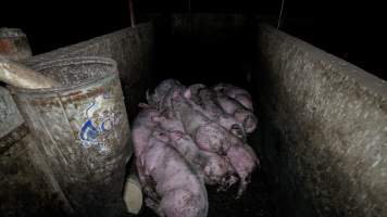 Dublin Piggery 2025 - In June 2025, investigators, acting on information from a member of the public, captured footage inside Andgar piggery in Dublin, South Australia.
The footage shows pigs living alongside the decomposing bodies of hundreds of dead pigs, with some becoming stuck in a giant pile of corpses.
Other footage from the same piggery shows pigs in 'eco sheds' on the property, which are sheds with two or three walls, with at least one side open to the elements. The pigs in these sheds are seen wading through mud and waste, which is often so deep that they are forced to swim. Some pigs had drowned in these sheds, likely after becoming stuck.
Pigs were filmed with massive, necrotic wounds where infection had eaten through skin down to the bone. One pig had a hole in their back that was roughly 10cm in diameter and packed with straw, mud and faeces. Piglets were also found living amongst the dead and rotting bodies of their littermates.
These visits took place over a month after this farm had been reported to the RSPCA by a member of the public, who was so horrified by the conditions that they knew they had to act.
- Captured at Andgar Piggery, Dublin SA Australia.