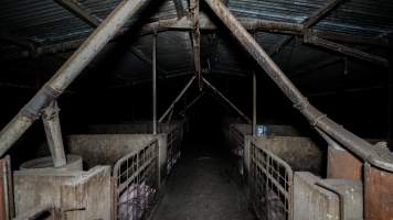 Dublin Piggery 2025 - In June 2025, investigators, acting on information from a member of the public, captured footage inside Andgar piggery in Dublin, South Australia.
The footage shows pigs living alongside the decomposing bodies of hundreds of dead pigs, with some becoming stuck in a giant pile of corpses.
Other footage from the same piggery shows pigs in 'eco sheds' on the property, which are sheds with two or three walls, with at least one side open to the elements. The pigs in these sheds are seen wading through mud and waste, which is often so deep that they are forced to swim. Some pigs had drowned in these sheds, likely after becoming stuck.
Pigs were filmed with massive, necrotic wounds where infection had eaten through skin down to the bone. One pig had a hole in their back that was roughly 10cm in diameter and packed with straw, mud and faeces. Piglets were also found living amongst the dead and rotting bodies of their littermates.
These visits took place over a month after this farm had been reported to the RSPCA by a member of the public, who was so horrified by the conditions that they knew they had to act.
- Captured at Andgar Piggery, Dublin SA Australia.