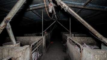 Dublin Piggery 2025 - In June 2025, investigators, acting on information from a member of the public, captured footage inside Andgar piggery in Dublin, South Australia.
The footage shows pigs living alongside the decomposing bodies of hundreds of dead pigs, with some becoming stuck in a giant pile of corpses.
Other footage from the same piggery shows pigs in 'eco sheds' on the property, which are sheds with two or three walls, with at least one side open to the elements. The pigs in these sheds are seen wading through mud and waste, which is often so deep that they are forced to swim. Some pigs had drowned in these sheds, likely after becoming stuck.
Pigs were filmed with massive, necrotic wounds where infection had eaten through skin down to the bone. One pig had a hole in their back that was roughly 10cm in diameter and packed with straw, mud and faeces. Piglets were also found living amongst the dead and rotting bodies of their littermates.
These visits took place over a month after this farm had been reported to the RSPCA by a member of the public, who was so horrified by the conditions that they knew they had to act.
- Captured at Andgar Piggery, Dublin SA Australia.