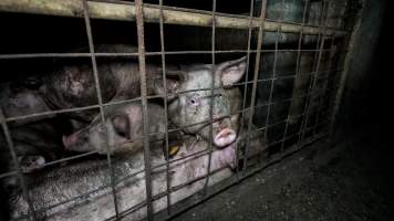 Dublin Piggery 2025 - In June 2025, investigators, acting on information from a member of the public, captured footage inside Andgar piggery in Dublin, South Australia.
The footage shows pigs living alongside the decomposing bodies of hundreds of dead pigs, with some becoming stuck in a giant pile of corpses.
Other footage from the same piggery shows pigs in 'eco sheds' on the property, which are sheds with two or three walls, with at least one side open to the elements. The pigs in these sheds are seen wading through mud and waste, which is often so deep that they are forced to swim. Some pigs had drowned in these sheds, likely after becoming stuck.
Pigs were filmed with massive, necrotic wounds where infection had eaten through skin down to the bone. One pig had a hole in their back that was roughly 10cm in diameter and packed with straw, mud and faeces. Piglets were also found living amongst the dead and rotting bodies of their littermates.
These visits took place over a month after this farm had been reported to the RSPCA by a member of the public, who was so horrified by the conditions that they knew they had to act.
- Captured at Andgar Piggery, Dublin SA Australia.