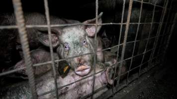 Dublin Piggery 2025 - In June 2025, investigators, acting on information from a member of the public, captured footage inside Andgar piggery in Dublin, South Australia.
The footage shows pigs living alongside the decomposing bodies of hundreds of dead pigs, with some becoming stuck in a giant pile of corpses.
Other footage from the same piggery shows pigs in 'eco sheds' on the property, which are sheds with two or three walls, with at least one side open to the elements. The pigs in these sheds are seen wading through mud and waste, which is often so deep that they are forced to swim. Some pigs had drowned in these sheds, likely after becoming stuck.
Pigs were filmed with massive, necrotic wounds where infection had eaten through skin down to the bone. One pig had a hole in their back that was roughly 10cm in diameter and packed with straw, mud and faeces. Piglets were also found living amongst the dead and rotting bodies of their littermates.
These visits took place over a month after this farm had been reported to the RSPCA by a member of the public, who was so horrified by the conditions that they knew they had to act.
- Captured at Andgar Piggery, Dublin SA Australia.
