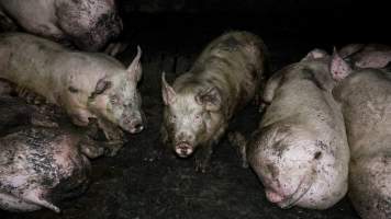 Dublin Piggery 2025 - In June 2025, investigators, acting on information from a member of the public, captured footage inside Andgar piggery in Dublin, South Australia.
The footage shows pigs living alongside the decomposing bodies of hundreds of dead pigs, with some becoming stuck in a giant pile of corpses.
Other footage from the same piggery shows pigs in 'eco sheds' on the property, which are sheds with two or three walls, with at least one side open to the elements. The pigs in these sheds are seen wading through mud and waste, which is often so deep that they are forced to swim. Some pigs had drowned in these sheds, likely after becoming stuck.
Pigs were filmed with massive, necrotic wounds where infection had eaten through skin down to the bone. One pig had a hole in their back that was roughly 10cm in diameter and packed with straw, mud and faeces. Piglets were also found living amongst the dead and rotting bodies of their littermates.
These visits took place over a month after this farm had been reported to the RSPCA by a member of the public, who was so horrified by the conditions that they knew they had to act.
- Captured at Andgar Piggery, Dublin SA Australia.
