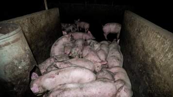 Dublin Piggery 2025 - In June 2025, investigators, acting on information from a member of the public, captured footage inside Andgar piggery in Dublin, South Australia.
The footage shows pigs living alongside the decomposing bodies of hundreds of dead pigs, with some becoming stuck in a giant pile of corpses.
Other footage from the same piggery shows pigs in 'eco sheds' on the property, which are sheds with two or three walls, with at least one side open to the elements. The pigs in these sheds are seen wading through mud and waste, which is often so deep that they are forced to swim. Some pigs had drowned in these sheds, likely after becoming stuck.
Pigs were filmed with massive, necrotic wounds where infection had eaten through skin down to the bone. One pig had a hole in their back that was roughly 10cm in diameter and packed with straw, mud and faeces. Piglets were also found living amongst the dead and rotting bodies of their littermates.
These visits took place over a month after this farm had been reported to the RSPCA by a member of the public, who was so horrified by the conditions that they knew they had to act.
- Captured at Andgar Piggery, Dublin SA Australia.