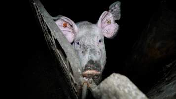Dublin Piggery 2025 - In June 2025, investigators, acting on information from a member of the public, captured footage inside Andgar piggery in Dublin, South Australia.
The footage shows pigs living alongside the decomposing bodies of hundreds of dead pigs, with some becoming stuck in a giant pile of corpses.
Other footage from the same piggery shows pigs in 'eco sheds' on the property, which are sheds with two or three walls, with at least one side open to the elements. The pigs in these sheds are seen wading through mud and waste, which is often so deep that they are forced to swim. Some pigs had drowned in these sheds, likely after becoming stuck.
Pigs were filmed with massive, necrotic wounds where infection had eaten through skin down to the bone. One pig had a hole in their back that was roughly 10cm in diameter and packed with straw, mud and faeces. Piglets were also found living amongst the dead and rotting bodies of their littermates.
These visits took place over a month after this farm had been reported to the RSPCA by a member of the public, who was so horrified by the conditions that they knew they had to act.
- Captured at Andgar Piggery, Dublin SA Australia.