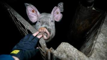 Dublin Piggery 2025 - In June 2025, investigators, acting on information from a member of the public, captured footage inside Andgar piggery in Dublin, South Australia.
The footage shows pigs living alongside the decomposing bodies of hundreds of dead pigs, with some becoming stuck in a giant pile of corpses.
Other footage from the same piggery shows pigs in 'eco sheds' on the property, which are sheds with two or three walls, with at least one side open to the elements. The pigs in these sheds are seen wading through mud and waste, which is often so deep that they are forced to swim. Some pigs had drowned in these sheds, likely after becoming stuck.
Pigs were filmed with massive, necrotic wounds where infection had eaten through skin down to the bone. One pig had a hole in their back that was roughly 10cm in diameter and packed with straw, mud and faeces. Piglets were also found living amongst the dead and rotting bodies of their littermates.
These visits took place over a month after this farm had been reported to the RSPCA by a member of the public, who was so horrified by the conditions that they knew they had to act.
- Captured at Andgar Piggery, Dublin SA Australia.