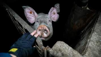 Dublin Piggery 2025 - In June 2025, investigators, acting on information from a member of the public, captured footage inside Andgar piggery in Dublin, South Australia.
The footage shows pigs living alongside the decomposing bodies of hundreds of dead pigs, with some becoming stuck in a giant pile of corpses.
Other footage from the same piggery shows pigs in 'eco sheds' on the property, which are sheds with two or three walls, with at least one side open to the elements. The pigs in these sheds are seen wading through mud and waste, which is often so deep that they are forced to swim. Some pigs had drowned in these sheds, likely after becoming stuck.
Pigs were filmed with massive, necrotic wounds where infection had eaten through skin down to the bone. One pig had a hole in their back that was roughly 10cm in diameter and packed with straw, mud and faeces. Piglets were also found living amongst the dead and rotting bodies of their littermates.
These visits took place over a month after this farm had been reported to the RSPCA by a member of the public, who was so horrified by the conditions that they knew they had to act.
- Captured at Andgar Piggery, Dublin SA Australia.