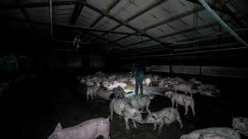 Dublin Piggery 2025 - In June 2025, investigators, acting on information from a member of the public, captured footage inside Andgar piggery in Dublin, South Australia.
The footage shows pigs living alongside the decomposing bodies of hundreds of dead pigs, with some becoming stuck in a giant pile of corpses.
Other footage from the same piggery shows pigs in 'eco sheds' on the property, which are sheds with two or three walls, with at least one side open to the elements. The pigs in these sheds are seen wading through mud and waste, which is often so deep that they are forced to swim. Some pigs had drowned in these sheds, likely after becoming stuck.
Pigs were filmed with massive, necrotic wounds where infection had eaten through skin down to the bone. One pig had a hole in their back that was roughly 10cm in diameter and packed with straw, mud and faeces. Piglets were also found living amongst the dead and rotting bodies of their littermates.
These visits took place over a month after this farm had been reported to the RSPCA by a member of the public, who was so horrified by the conditions that they knew they had to act.
- Captured at Andgar Piggery, Dublin SA Australia.