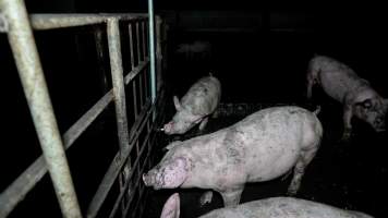 Dublin Piggery 2025 - In June 2025, investigators, acting on information from a member of the public, captured footage inside Andgar piggery in Dublin, South Australia.
The footage shows pigs living alongside the decomposing bodies of hundreds of dead pigs, with some becoming stuck in a giant pile of corpses.
Other footage from the same piggery shows pigs in 'eco sheds' on the property, which are sheds with two or three walls, with at least one side open to the elements. The pigs in these sheds are seen wading through mud and waste, which is often so deep that they are forced to swim. Some pigs had drowned in these sheds, likely after becoming stuck.
Pigs were filmed with massive, necrotic wounds where infection had eaten through skin down to the bone. One pig had a hole in their back that was roughly 10cm in diameter and packed with straw, mud and faeces. Piglets were also found living amongst the dead and rotting bodies of their littermates.
These visits took place over a month after this farm had been reported to the RSPCA by a member of the public, who was so horrified by the conditions that they knew they had to act.
- Captured at Andgar Piggery, Dublin SA Australia.