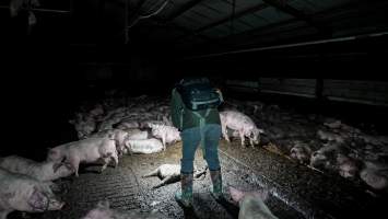 Dublin Piggery 2025 - In June 2025, investigators, acting on information from a member of the public, captured footage inside Andgar piggery in Dublin, South Australia.
The footage shows pigs living alongside the decomposing bodies of hundreds of dead pigs, with some becoming stuck in a giant pile of corpses.
Other footage from the same piggery shows pigs in 'eco sheds' on the property, which are sheds with two or three walls, with at least one side open to the elements. The pigs in these sheds are seen wading through mud and waste, which is often so deep that they are forced to swim. Some pigs had drowned in these sheds, likely after becoming stuck.
Pigs were filmed with massive, necrotic wounds where infection had eaten through skin down to the bone. One pig had a hole in their back that was roughly 10cm in diameter and packed with straw, mud and faeces. Piglets were also found living amongst the dead and rotting bodies of their littermates.
These visits took place over a month after this farm had been reported to the RSPCA by a member of the public, who was so horrified by the conditions that they knew they had to act.
- Captured at Andgar Piggery, Dublin SA Australia.