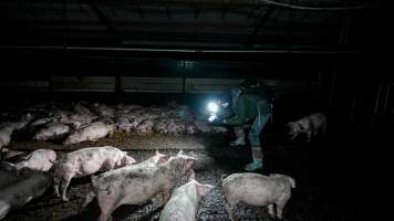 Dublin Piggery 2025 - In June 2025, investigators, acting on information from a member of the public, captured footage inside Andgar piggery in Dublin, South Australia.
The footage shows pigs living alongside the decomposing bodies of hundreds of dead pigs, with some becoming stuck in a giant pile of corpses.
Other footage from the same piggery shows pigs in 'eco sheds' on the property, which are sheds with two or three walls, with at least one side open to the elements. The pigs in these sheds are seen wading through mud and waste, which is often so deep that they are forced to swim. Some pigs had drowned in these sheds, likely after becoming stuck.
Pigs were filmed with massive, necrotic wounds where infection had eaten through skin down to the bone. One pig had a hole in their back that was roughly 10cm in diameter and packed with straw, mud and faeces. Piglets were also found living amongst the dead and rotting bodies of their littermates.
These visits took place over a month after this farm had been reported to the RSPCA by a member of the public, who was so horrified by the conditions that they knew they had to act.
- Captured at Andgar Piggery, Dublin SA Australia.