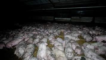 Dublin Piggery 2025 - In June 2025, investigators, acting on information from a member of the public, captured footage inside Andgar piggery in Dublin, South Australia.
The footage shows pigs living alongside the decomposing bodies of hundreds of dead pigs, with some becoming stuck in a giant pile of corpses.
Other footage from the same piggery shows pigs in 'eco sheds' on the property, which are sheds with two or three walls, with at least one side open to the elements. The pigs in these sheds are seen wading through mud and waste, which is often so deep that they are forced to swim. Some pigs had drowned in these sheds, likely after becoming stuck.
Pigs were filmed with massive, necrotic wounds where infection had eaten through skin down to the bone. One pig had a hole in their back that was roughly 10cm in diameter and packed with straw, mud and faeces. Piglets were also found living amongst the dead and rotting bodies of their littermates.
These visits took place over a month after this farm had been reported to the RSPCA by a member of the public, who was so horrified by the conditions that they knew they had to act.
- Captured at Andgar Piggery, Dublin SA Australia.