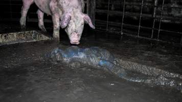 Dublin Piggery 2025 - In June 2025, investigators, acting on information from a member of the public, captured footage inside Andgar piggery in Dublin, South Australia.
The footage shows pigs living alongside the decomposing bodies of hundreds of dead pigs, with some becoming stuck in a giant pile of corpses.
Other footage from the same piggery shows pigs in 'eco sheds' on the property, which are sheds with two or three walls, with at least one side open to the elements. The pigs in these sheds are seen wading through mud and waste, which is often so deep that they are forced to swim. Some pigs had drowned in these sheds, likely after becoming stuck.
Pigs were filmed with massive, necrotic wounds where infection had eaten through skin down to the bone. One pig had a hole in their back that was roughly 10cm in diameter and packed with straw, mud and faeces. Piglets were also found living amongst the dead and rotting bodies of their littermates.
These visits took place over a month after this farm had been reported to the RSPCA by a member of the public, who was so horrified by the conditions that they knew they had to act.
- Captured at Andgar Piggery, Dublin SA Australia.