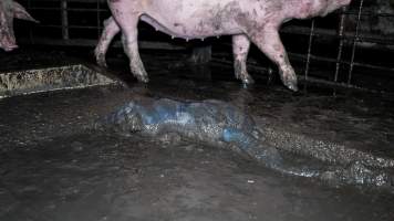 Dublin Piggery 2025 - In June 2025, investigators, acting on information from a member of the public, captured footage inside Andgar piggery in Dublin, South Australia.
The footage shows pigs living alongside the decomposing bodies of hundreds of dead pigs, with some becoming stuck in a giant pile of corpses.
Other footage from the same piggery shows pigs in 'eco sheds' on the property, which are sheds with two or three walls, with at least one side open to the elements. The pigs in these sheds are seen wading through mud and waste, which is often so deep that they are forced to swim. Some pigs had drowned in these sheds, likely after becoming stuck.
Pigs were filmed with massive, necrotic wounds where infection had eaten through skin down to the bone. One pig had a hole in their back that was roughly 10cm in diameter and packed with straw, mud and faeces. Piglets were also found living amongst the dead and rotting bodies of their littermates.
These visits took place over a month after this farm had been reported to the RSPCA by a member of the public, who was so horrified by the conditions that they knew they had to act.
- Captured at Andgar Piggery, Dublin SA Australia.