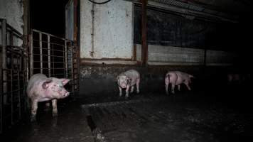 Dublin Piggery 2025 - In June 2025, investigators, acting on information from a member of the public, captured footage inside Andgar piggery in Dublin, South Australia.
The footage shows pigs living alongside the decomposing bodies of hundreds of dead pigs, with some becoming stuck in a giant pile of corpses.
Other footage from the same piggery shows pigs in 'eco sheds' on the property, which are sheds with two or three walls, with at least one side open to the elements. The pigs in these sheds are seen wading through mud and waste, which is often so deep that they are forced to swim. Some pigs had drowned in these sheds, likely after becoming stuck.
Pigs were filmed with massive, necrotic wounds where infection had eaten through skin down to the bone. One pig had a hole in their back that was roughly 10cm in diameter and packed with straw, mud and faeces. Piglets were also found living amongst the dead and rotting bodies of their littermates.
These visits took place over a month after this farm had been reported to the RSPCA by a member of the public, who was so horrified by the conditions that they knew they had to act.
- Captured at Andgar Piggery, Dublin SA Australia.