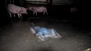 Dublin Piggery 2025 - In June 2025, investigators, acting on information from a member of the public, captured footage inside Andgar piggery in Dublin, South Australia.
The footage shows pigs living alongside the decomposing bodies of hundreds of dead pigs, with some becoming stuck in a giant pile of corpses.
Other footage from the same piggery shows pigs in 'eco sheds' on the property, which are sheds with two or three walls, with at least one side open to the elements. The pigs in these sheds are seen wading through mud and waste, which is often so deep that they are forced to swim. Some pigs had drowned in these sheds, likely after becoming stuck.
Pigs were filmed with massive, necrotic wounds where infection had eaten through skin down to the bone. One pig had a hole in their back that was roughly 10cm in diameter and packed with straw, mud and faeces. Piglets were also found living amongst the dead and rotting bodies of their littermates.
These visits took place over a month after this farm had been reported to the RSPCA by a member of the public, who was so horrified by the conditions that they knew they had to act.
- Captured at Andgar Piggery, Dublin SA Australia.