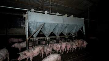 Dublin Piggery 2025 - In June 2025, investigators, acting on information from a member of the public, captured footage inside Andgar piggery in Dublin, South Australia.
The footage shows pigs living alongside the decomposing bodies of hundreds of dead pigs, with some becoming stuck in a giant pile of corpses.
Other footage from the same piggery shows pigs in 'eco sheds' on the property, which are sheds with two or three walls, with at least one side open to the elements. The pigs in these sheds are seen wading through mud and waste, which is often so deep that they are forced to swim. Some pigs had drowned in these sheds, likely after becoming stuck.
Pigs were filmed with massive, necrotic wounds where infection had eaten through skin down to the bone. One pig had a hole in their back that was roughly 10cm in diameter and packed with straw, mud and faeces. Piglets were also found living amongst the dead and rotting bodies of their littermates.
These visits took place over a month after this farm had been reported to the RSPCA by a member of the public, who was so horrified by the conditions that they knew they had to act.
- Captured at Andgar Piggery, Dublin SA Australia.