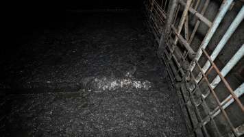Dublin Piggery 2025 - In June 2025, investigators, acting on information from a member of the public, captured footage inside Andgar piggery in Dublin, South Australia.
The footage shows pigs living alongside the decomposing bodies of hundreds of dead pigs, with some becoming stuck in a giant pile of corpses.
Other footage from the same piggery shows pigs in 'eco sheds' on the property, which are sheds with two or three walls, with at least one side open to the elements. The pigs in these sheds are seen wading through mud and waste, which is often so deep that they are forced to swim. Some pigs had drowned in these sheds, likely after becoming stuck.
Pigs were filmed with massive, necrotic wounds where infection had eaten through skin down to the bone. One pig had a hole in their back that was roughly 10cm in diameter and packed with straw, mud and faeces. Piglets were also found living amongst the dead and rotting bodies of their littermates.
These visits took place over a month after this farm had been reported to the RSPCA by a member of the public, who was so horrified by the conditions that they knew they had to act.
- Captured at Andgar Piggery, Dublin SA Australia.
