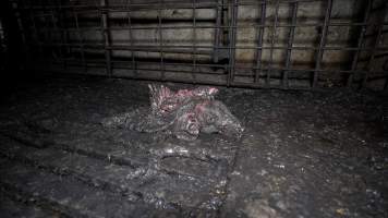 Dublin Piggery 2025 - In June 2025, investigators, acting on information from a member of the public, captured footage inside Andgar piggery in Dublin, South Australia.
The footage shows pigs living alongside the decomposing bodies of hundreds of dead pigs, with some becoming stuck in a giant pile of corpses.
Other footage from the same piggery shows pigs in 'eco sheds' on the property, which are sheds with two or three walls, with at least one side open to the elements. The pigs in these sheds are seen wading through mud and waste, which is often so deep that they are forced to swim. Some pigs had drowned in these sheds, likely after becoming stuck.
Pigs were filmed with massive, necrotic wounds where infection had eaten through skin down to the bone. One pig had a hole in their back that was roughly 10cm in diameter and packed with straw, mud and faeces. Piglets were also found living amongst the dead and rotting bodies of their littermates.
These visits took place over a month after this farm had been reported to the RSPCA by a member of the public, who was so horrified by the conditions that they knew they had to act.
- Captured at Andgar Piggery, Dublin SA Australia.