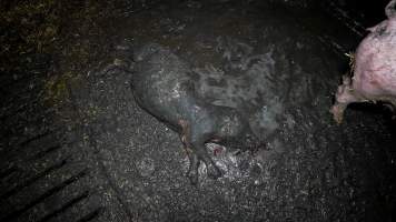 Dublin Piggery 2025 - In June 2025, investigators, acting on information from a member of the public, captured footage inside Andgar piggery in Dublin, South Australia.
The footage shows pigs living alongside the decomposing bodies of hundreds of dead pigs, with some becoming stuck in a giant pile of corpses.
Other footage from the same piggery shows pigs in 'eco sheds' on the property, which are sheds with two or three walls, with at least one side open to the elements. The pigs in these sheds are seen wading through mud and waste, which is often so deep that they are forced to swim. Some pigs had drowned in these sheds, likely after becoming stuck.
Pigs were filmed with massive, necrotic wounds where infection had eaten through skin down to the bone. One pig had a hole in their back that was roughly 10cm in diameter and packed with straw, mud and faeces. Piglets were also found living amongst the dead and rotting bodies of their littermates.
These visits took place over a month after this farm had been reported to the RSPCA by a member of the public, who was so horrified by the conditions that they knew they had to act.
- Captured at Andgar Piggery, Dublin SA Australia.