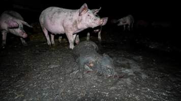 Dublin Piggery 2025 - In June 2025, investigators, acting on information from a member of the public, captured footage inside Andgar piggery in Dublin, South Australia.
The footage shows pigs living alongside the decomposing bodies of hundreds of dead pigs, with some becoming stuck in a giant pile of corpses.
Other footage from the same piggery shows pigs in 'eco sheds' on the property, which are sheds with two or three walls, with at least one side open to the elements. The pigs in these sheds are seen wading through mud and waste, which is often so deep that they are forced to swim. Some pigs had drowned in these sheds, likely after becoming stuck.
Pigs were filmed with massive, necrotic wounds where infection had eaten through skin down to the bone. One pig had a hole in their back that was roughly 10cm in diameter and packed with straw, mud and faeces. Piglets were also found living amongst the dead and rotting bodies of their littermates.
These visits took place over a month after this farm had been reported to the RSPCA by a member of the public, who was so horrified by the conditions that they knew they had to act.
- Captured at Andgar Piggery, Dublin SA Australia.